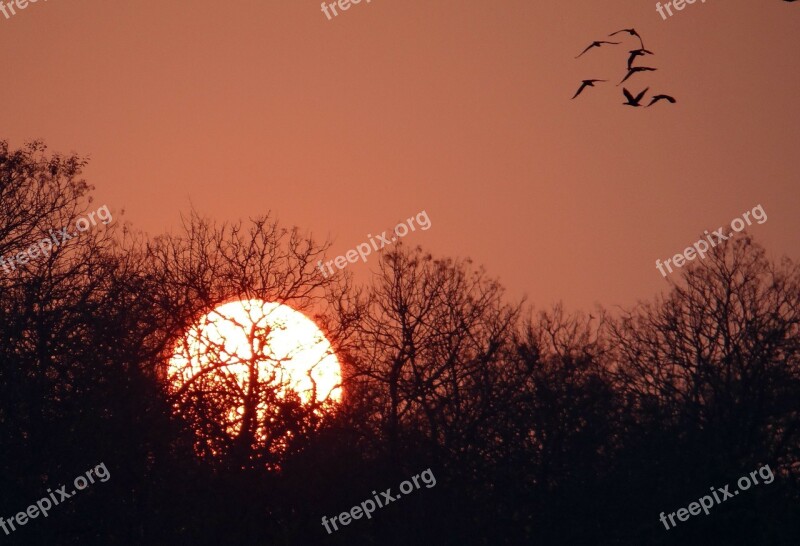 Sunset Glow Forest Tattihallia Karnataka