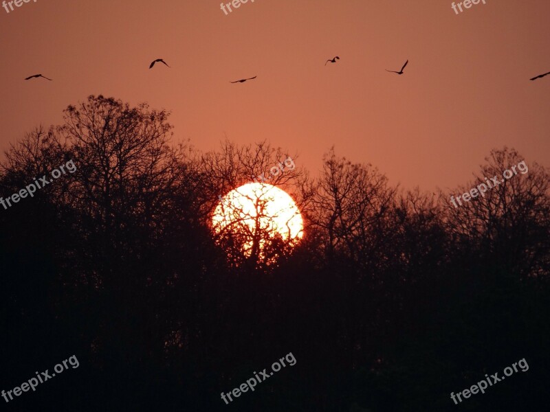 Sunset Glow Forest Tattihallia Karnataka