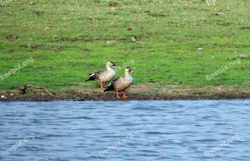 Spot-billed Duck Anas Poecilorhyncha Spotbill Dabbling Duck Pair