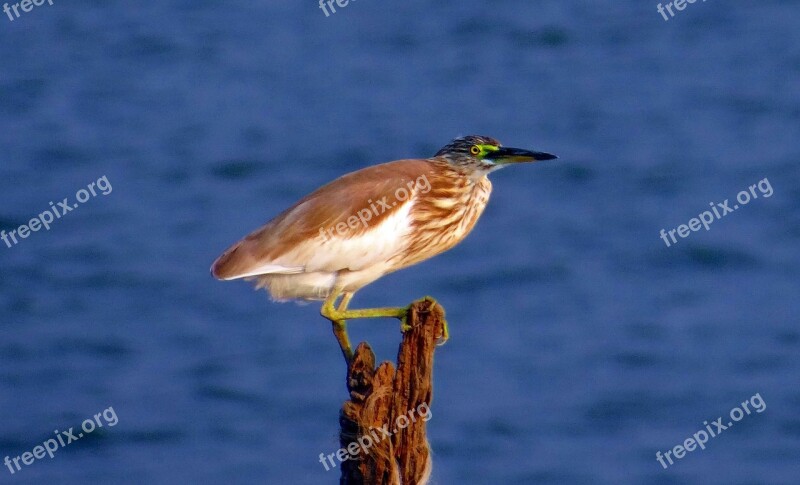 Indian Pond Heron Paddybird Ardeola Grayii Bird Wader