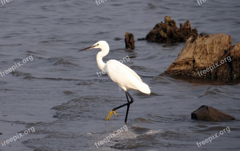 Little Egret Egretta Garzetta Yellow-footed Egret Bird Egret