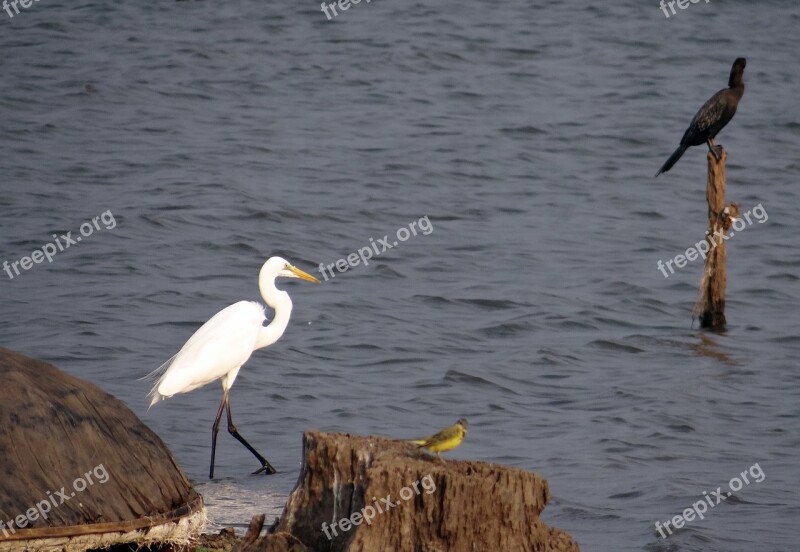 Great Egret Ardea Alba Large Egret Great White Heron Great White Egret