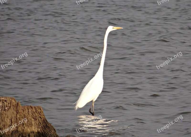 Great Egret Ardea Alba Large Egret Great White Heron Great White Egret