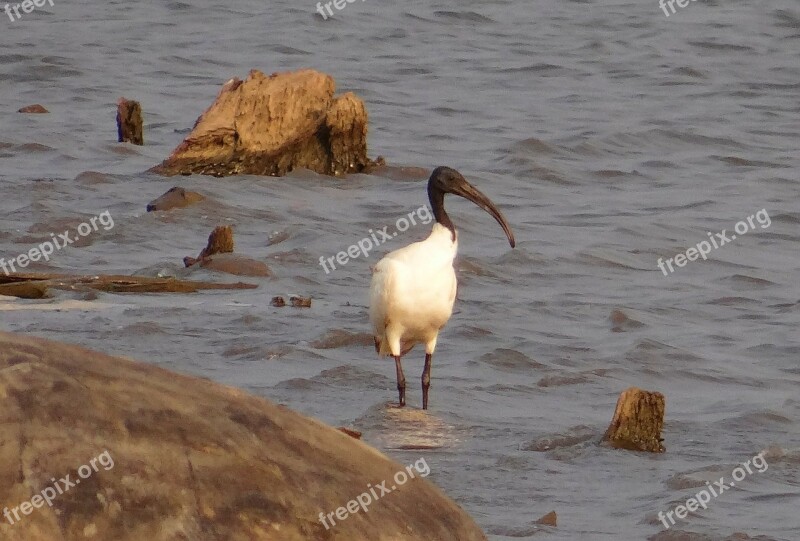 Asiatic White Ibis Ibis Whie Ibis Black-headed Ibis Threskiornis Melanocephala