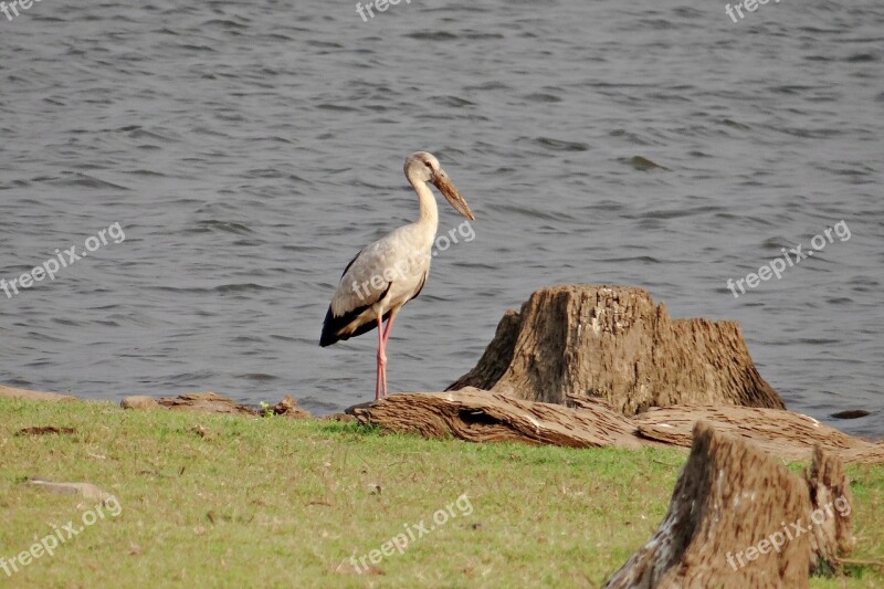 Asian Openbill Asian Openbill Stork Anastomus Oscitans Bird Stork