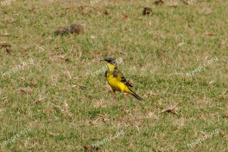 Yellow Wagtail Motacilla Flava Bird Fauna Aves