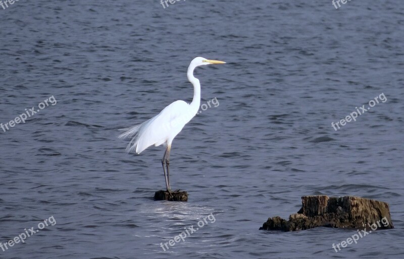 Great Egret Ardea Alba Large Egret Great White Heron Great White Egret