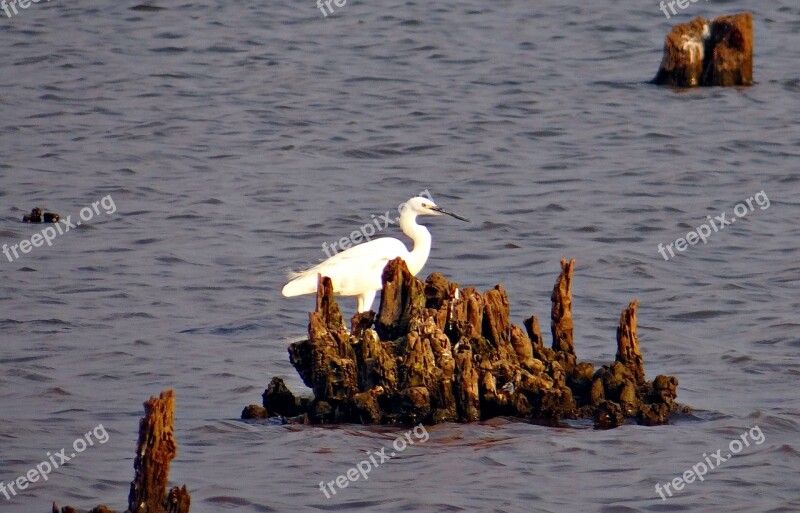 Little Egret Egretta Garzetta Yellow-footed Egret Bird Egret