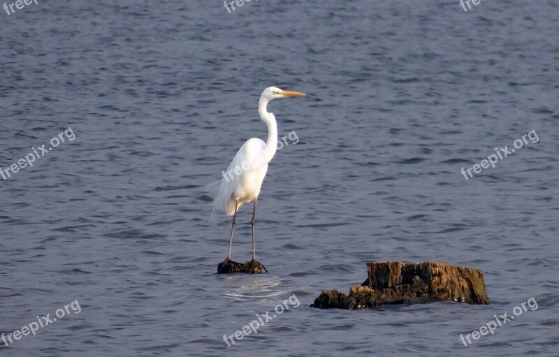 Great Egret Ardea Alba Large Egret Great White Heron Great White Egret