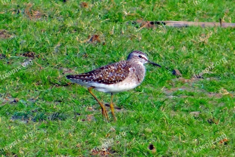 Wood Sandpiper Bird Sandpiper Tringa Glareola Wader