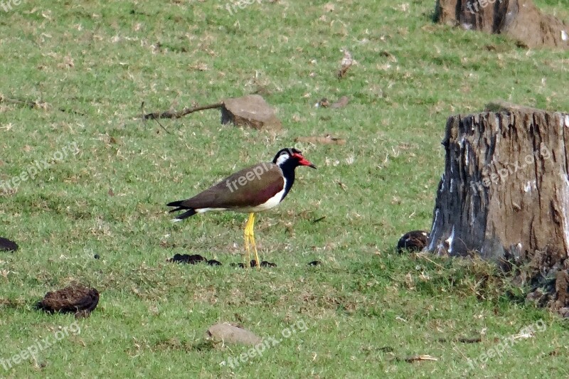 Red-wattled Lapwing Vanellus Indicus Lapwing Plover Wader