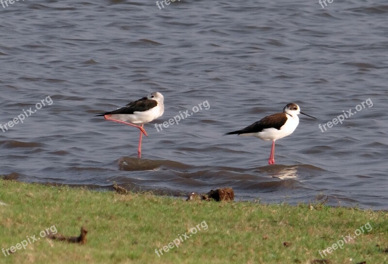 Black-winged Stilt Common Stilt Pied Stilt Himantopus Himantopus Bird