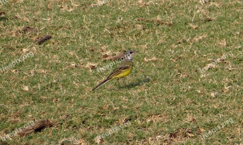 Yellow Wagtail Motacilla Flava Bird Fauna Aves