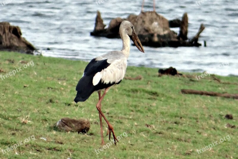 Asian Openbill Asian Openbill Stork Anastomus Oscitans Bird Stork