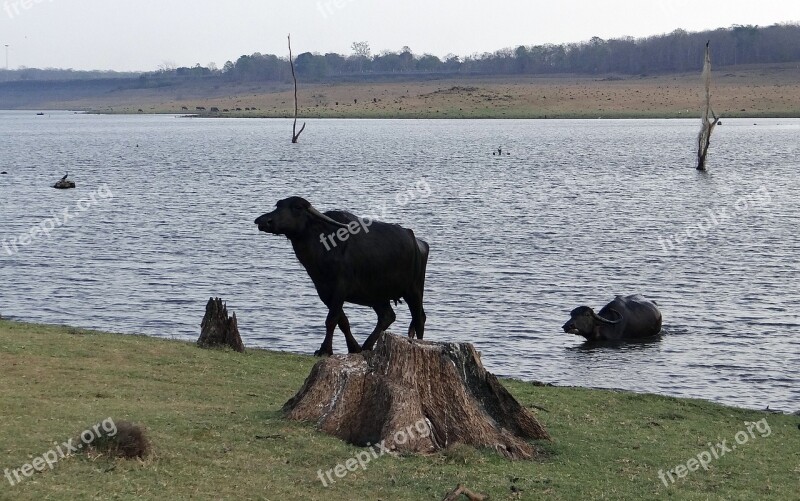 Buffaloes Buffalo Bovine Animal Milch Cattle