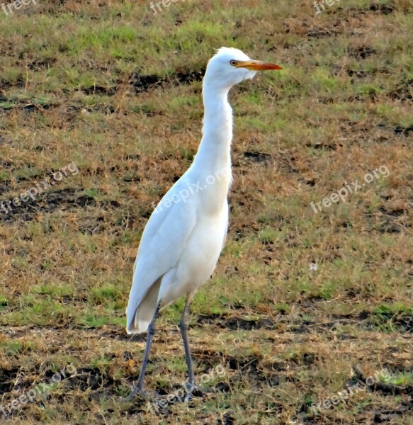 Cattle Egret Bubulcus Ibis Bird Grassland Tattihallia