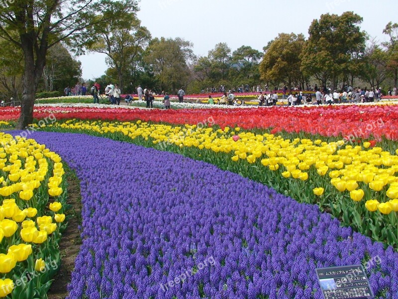 Tulips Kiso Sansen Park Gifu Free Photos