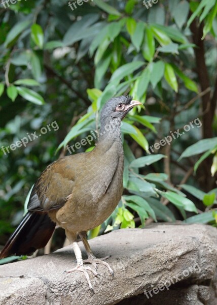 Chaco Chachalaca Bird Exotic Wildlife Nature