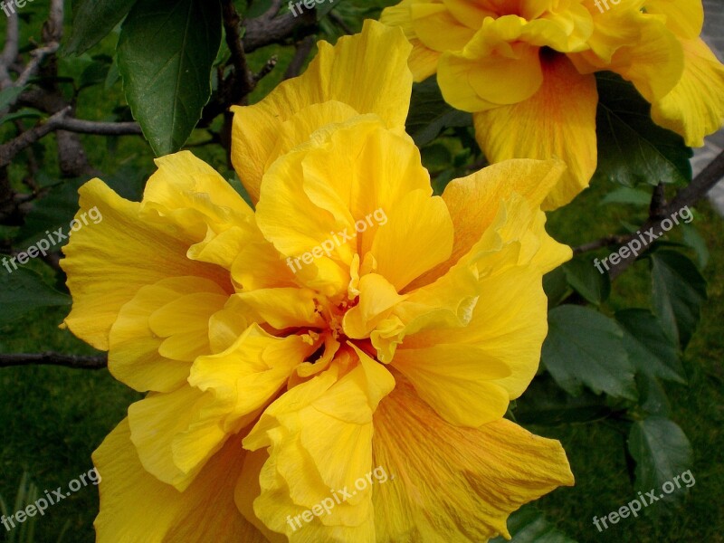 Hibiscus Plant Marshmallow Flower Blossom