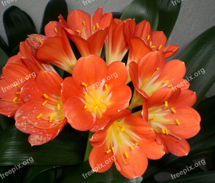 Clivia Klivie Blossom Bloom Close Up