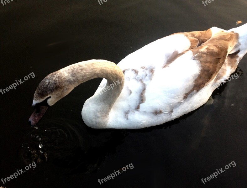 Swan White Beautiful Bird Feathers