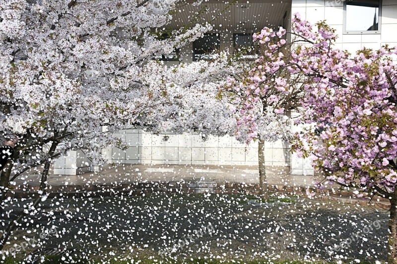 The Petals Flowers Flower Nature White