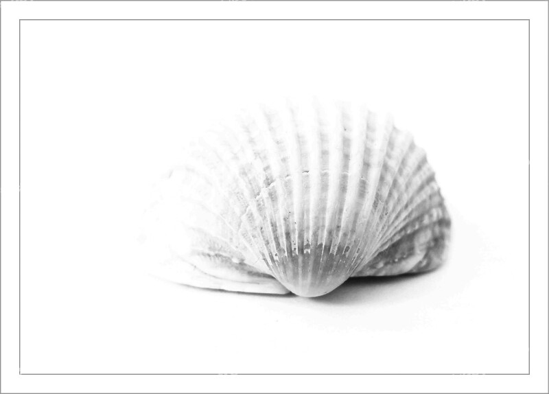 Shell Close Up Sea Animal Nature Animal