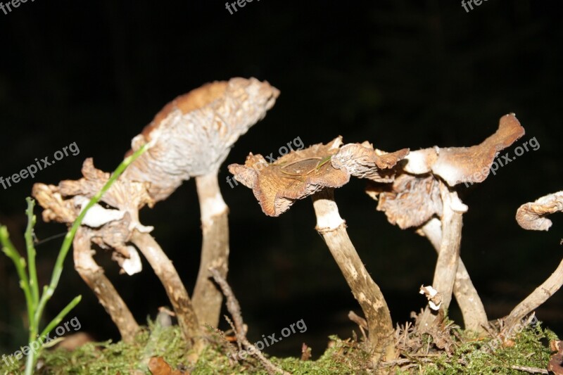 Mushrooms Nature Forest Autumn Mood