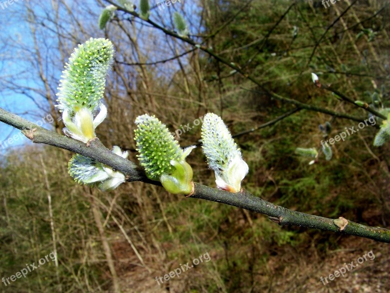 Willow Catkin Plant Nature Branches Signs Of Spring