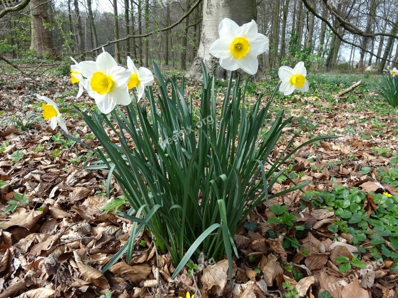 Narcis Spring Yellow Flower Easter Flower