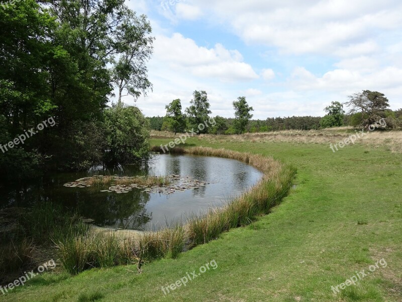 Nature Water Spring Grass Plants