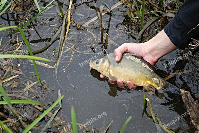 Carp Hand Pond Bank Fish