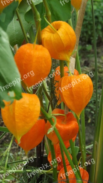 Chinese Lantern Plant Orange Wild Colorful