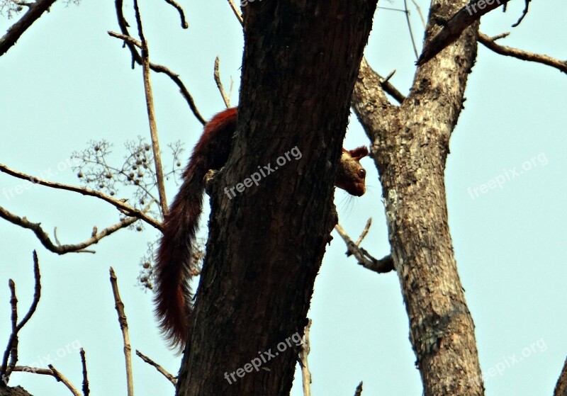 Malabar Giant Squirrel Ratufa Indica Indian Giant Squirrel Wildlife Animal