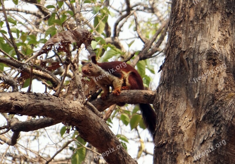 Malabar Giant Squirrel Ratufa Indica Indian Giant Squirrel Wildlife Animal