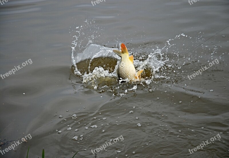 Fish Water South Bohemia Ledenice Carp