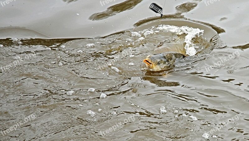 Carp Surface Shot Pond Fishing Her