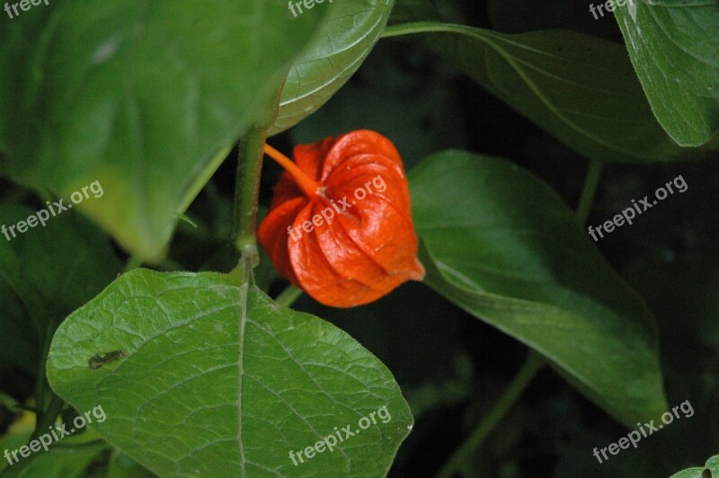 Lampionblume Garden Autumn Flowers Bright Pumpkin