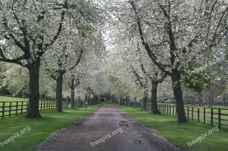 Landscape Nature Trees Bloom Spring