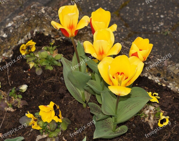 Tulip Holland Spring Flower Yellow