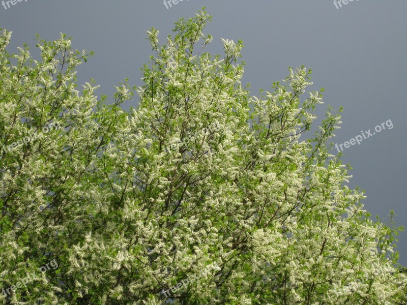 Bird Cherry Bird Cherry Flowers Sky Spring Early Summer