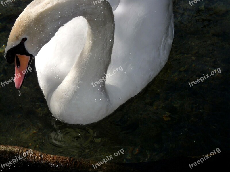 Swan White Beautiful Bird Feathers