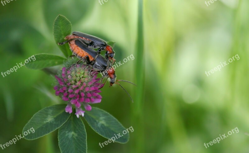 Beetle Insect Macro Pairing Insect Photo