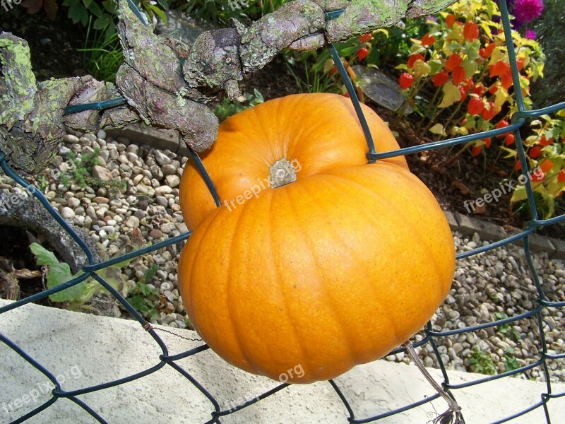 Pumpkin Fence Deco Color Nature