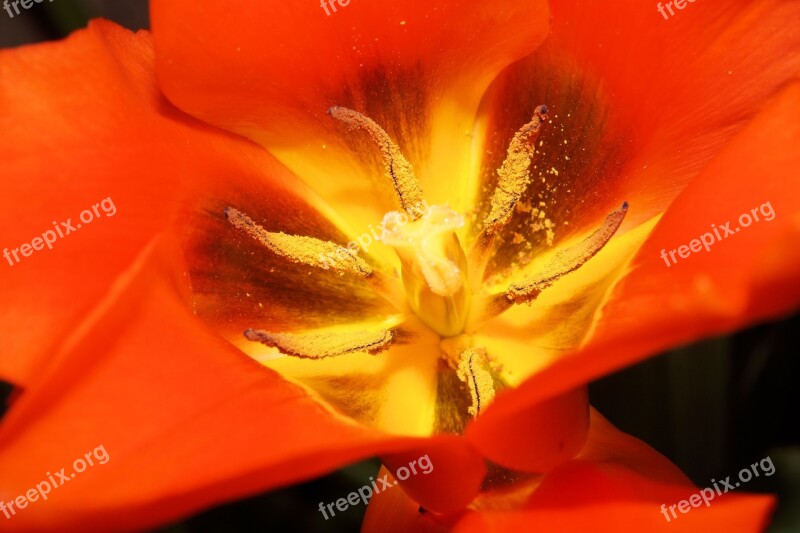 Tulip Flowers Sharpness Game Blossomed Pistil