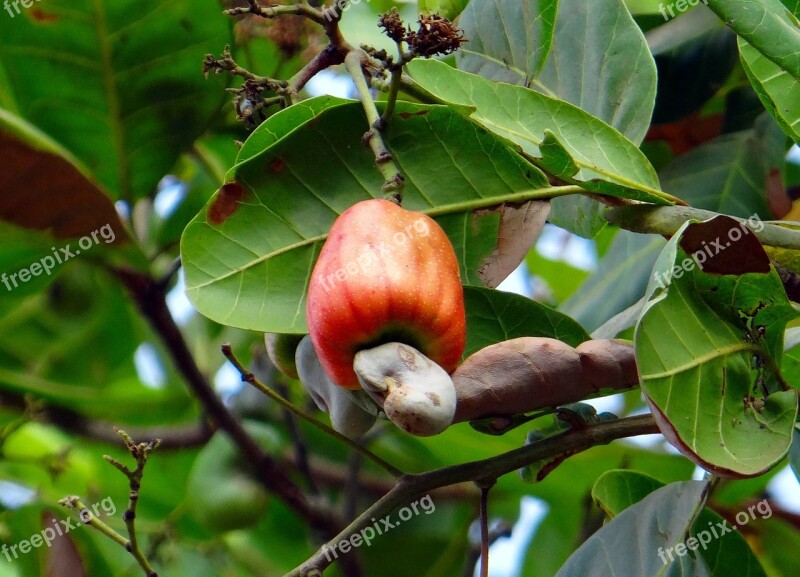 Cashew Fruit Nut Ripe Fruit Red