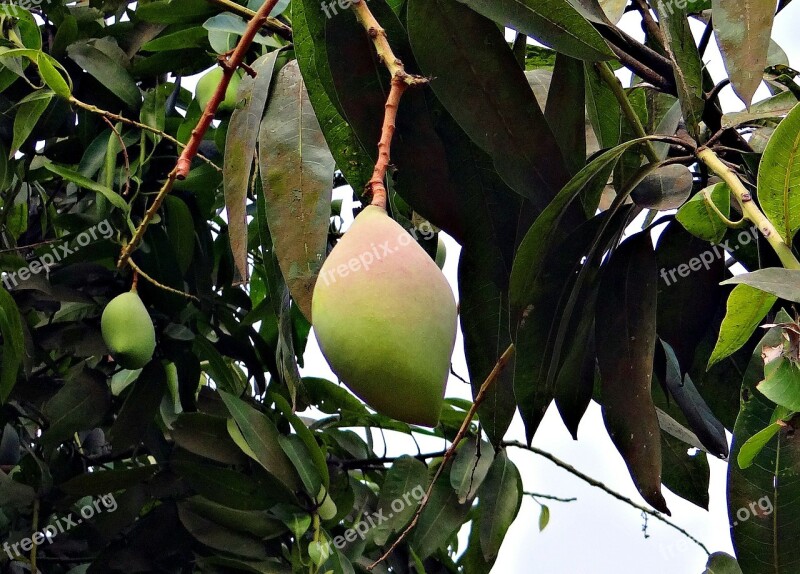 Mango Totapuri High-yield Fruit Tropical