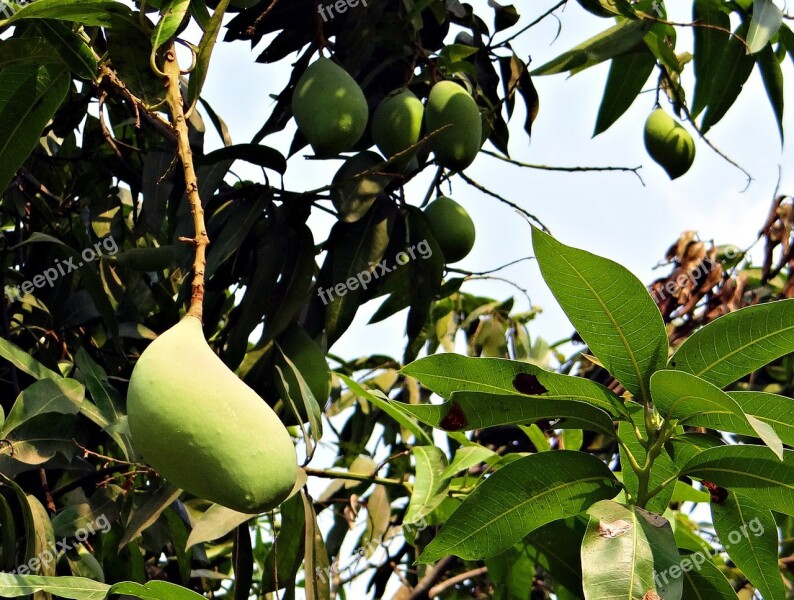 Mango Totapuri High-yield Fruit Tropical