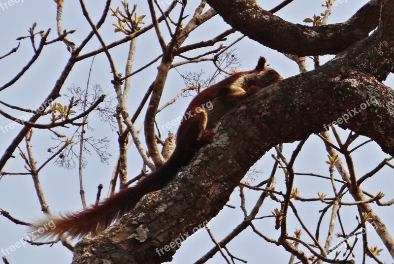 Malabar Giant Squirrel Ratufa Indica Indian Giant Squirrel Wildlife Animal