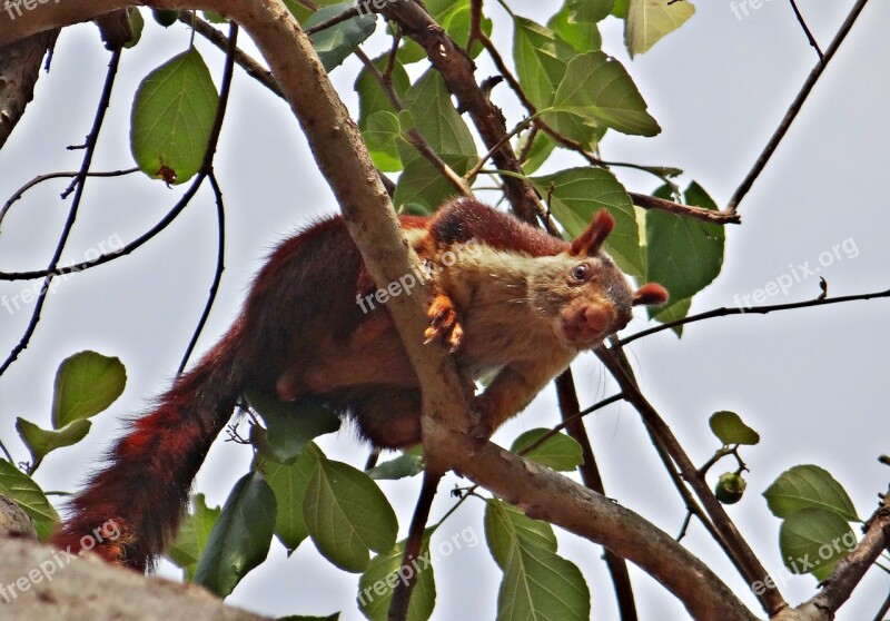 Malabar Giant Squirrel Ratufa Indica Indian Giant Squirrel Wildlife Animal